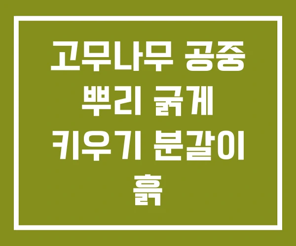 고무나무 공중 뿌리 굵게 키우기 분갈이 흙