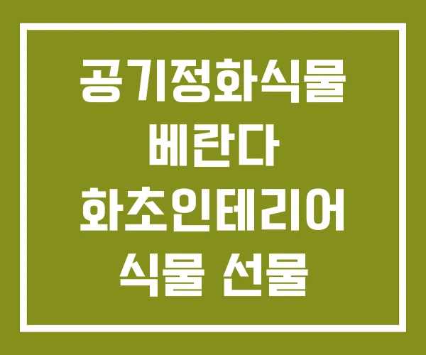 공기정화식물 베란다 화초인테리어 식물 선물