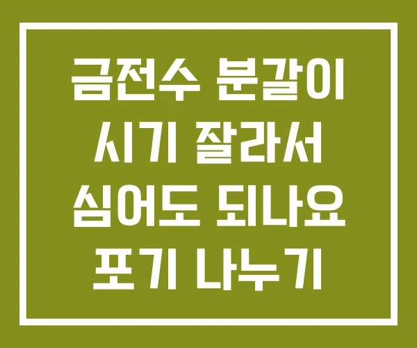 금전수 분갈이 시기 잘라서 심어도 되나요 포기 나누기
