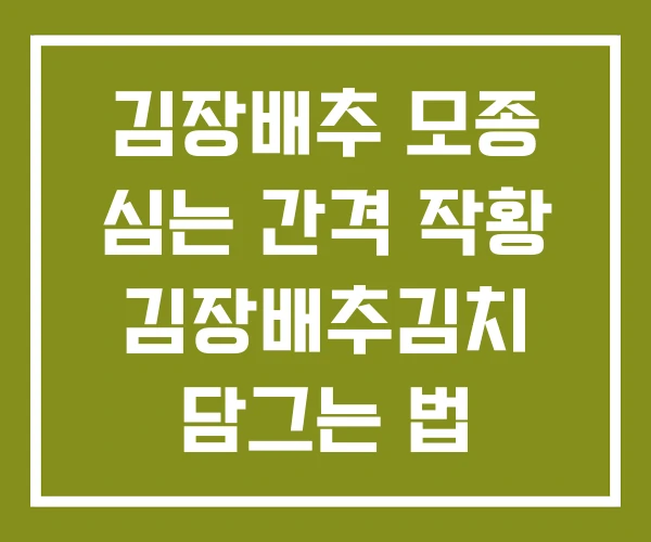 김장배추 모종 심는 간격 작황 김장배추김치 담그는 법