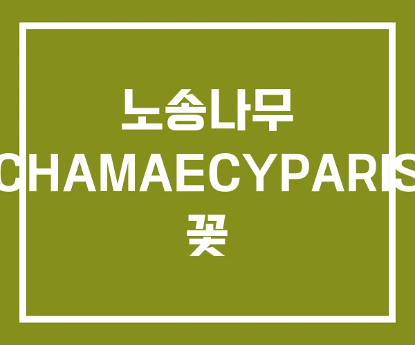 노송나무 (CHAMAECYPARIS) 꽃