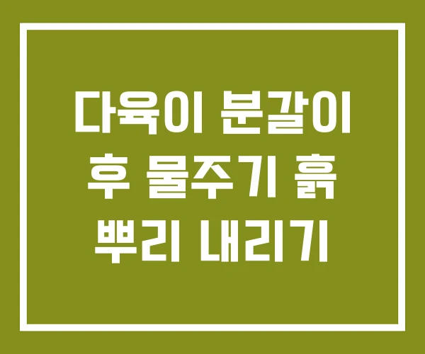 다육이 분갈이 후 물주기 흙 뿌리 내리기