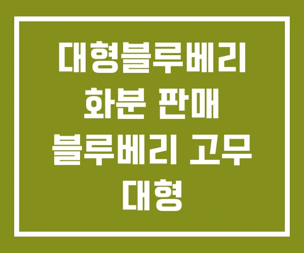 대형블루베리 화분 판매 블루베리 고무 대형