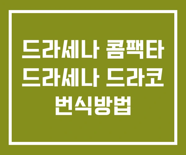 드라세나 콤팩타 드라세나 드라코 번식방법