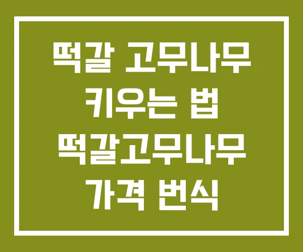 떡갈 고무나무 키우는 법 떡갈고무나무 가격 번식