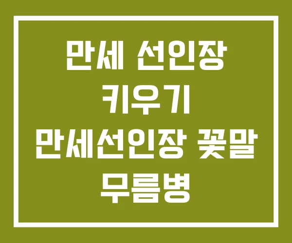 만세 선인장 키우기 만세선인장 꽃말 무름병