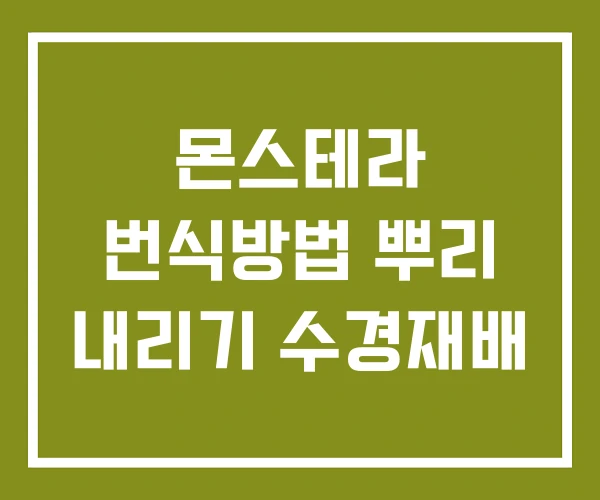 몬스테라 번식방법 뿌리 내리기 수경재배 몬스테라 번식방법 뿌리 내리기 수경재배