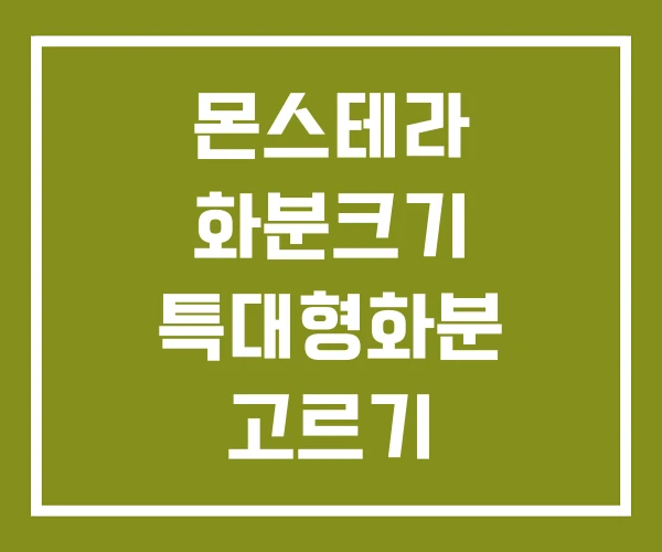 몬스테라 화분크기 특대형화분 고르기