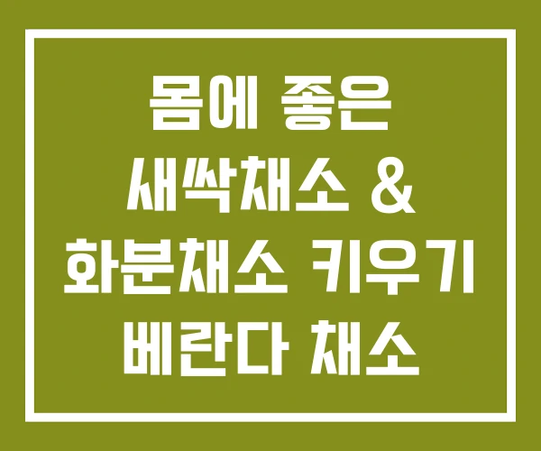 몸에 좋은 새싹채소 & 화분채소 키우기 베란다 채소 화분