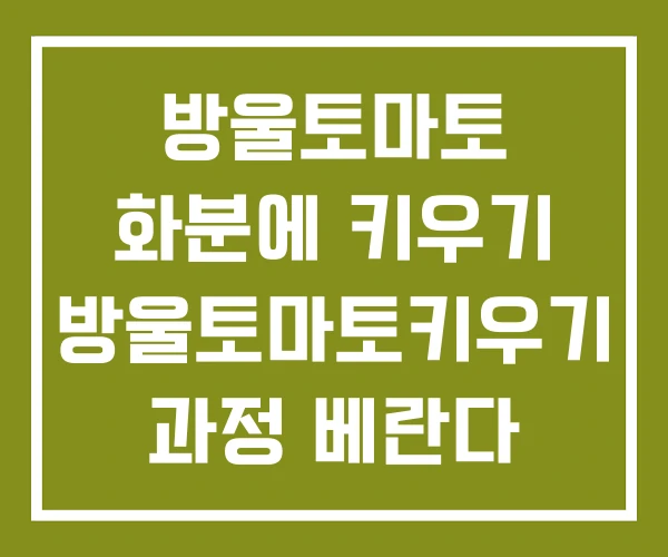 방울토마토 화분에 키우기 방울토마토키우기 과정 베란다