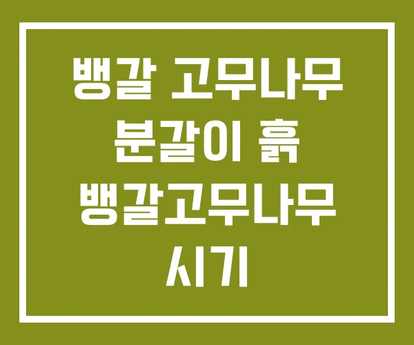 뱅갈 고무나무 분갈이 흙 뱅갈고무나무 시기 인도고무나무 뱅갈 고무나무 분갈이 흙 뱅갈고무나무 시기 인도고무나무