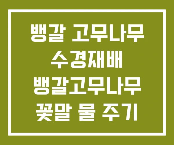뱅갈 고무나무 수경재배 뱅갈고무나무 꽃말 물 주기 뱅갈 고무나무 수경재배 뱅갈고무나무 꽃말 물 주기