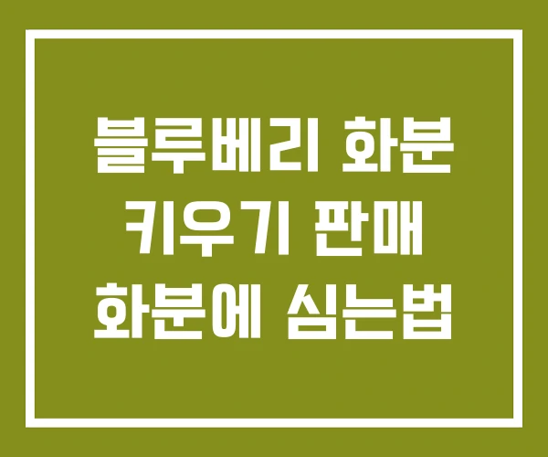 블루베리 화분 키우기 판매 화분에 심는법