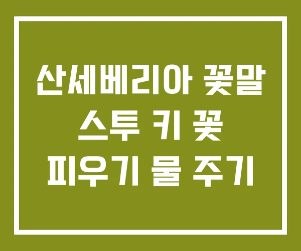 산세베리아 꽃말 스투 키 꽃 피우기 물 주기
