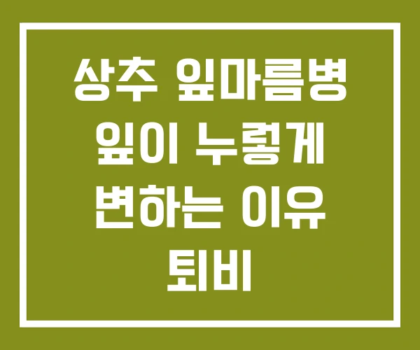 상추 잎마름병 잎이 누렇게 변하는 이유 퇴비 상추 잎마름병 잎이 누렇게 변하는 이유 퇴비
