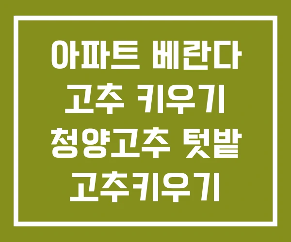 아파트 베란다 고추 키우기 청양고추 텃밭 고추키우기