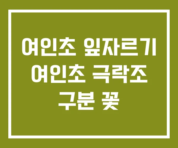 여인초 잎자르기 여인초 극락조 구분 꽃