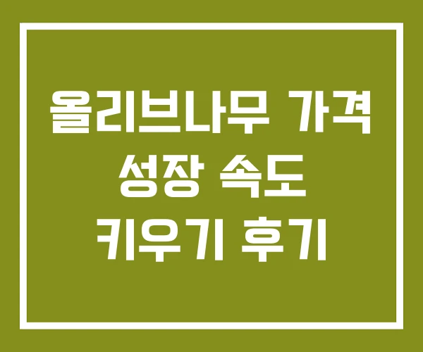 올리브나무 가격 성장 속도 키우기 후기