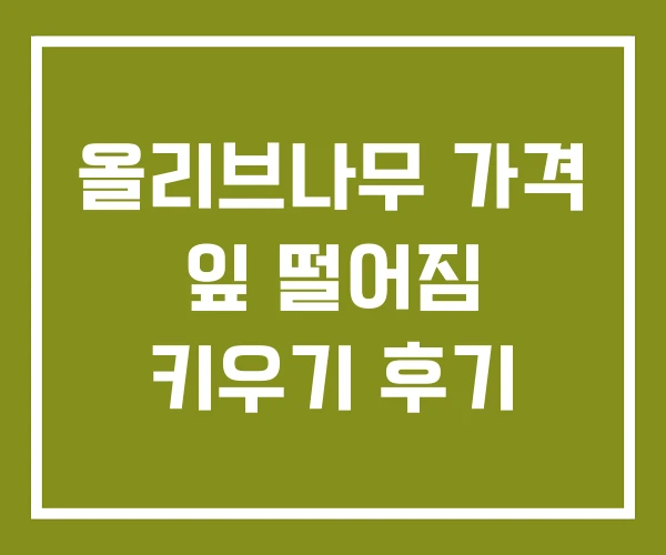 올리브나무 가격 잎 떨어짐 키우기 후기