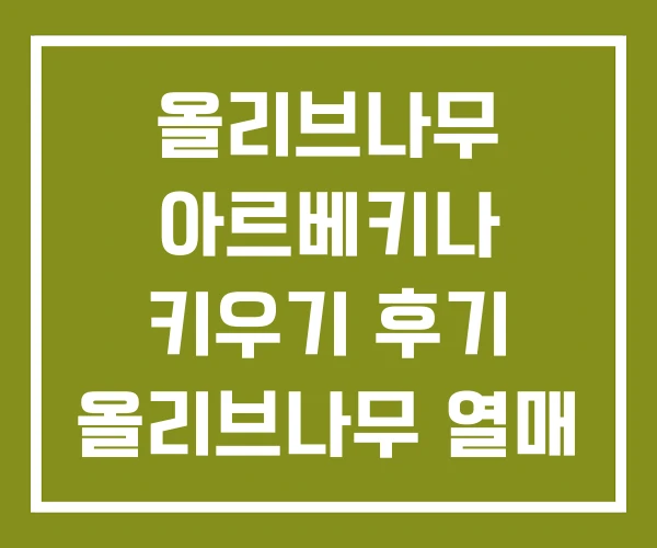 올리브나무 아르베키나 키우기 후기 올리브나무 열매