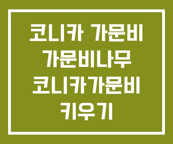 코니카 가문비 가문비나무 코니카가문비 키우기